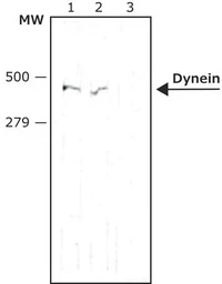 Anti-Dynein Heavy chain antibody [440.4] used in Western Blot (WB). GTX26305